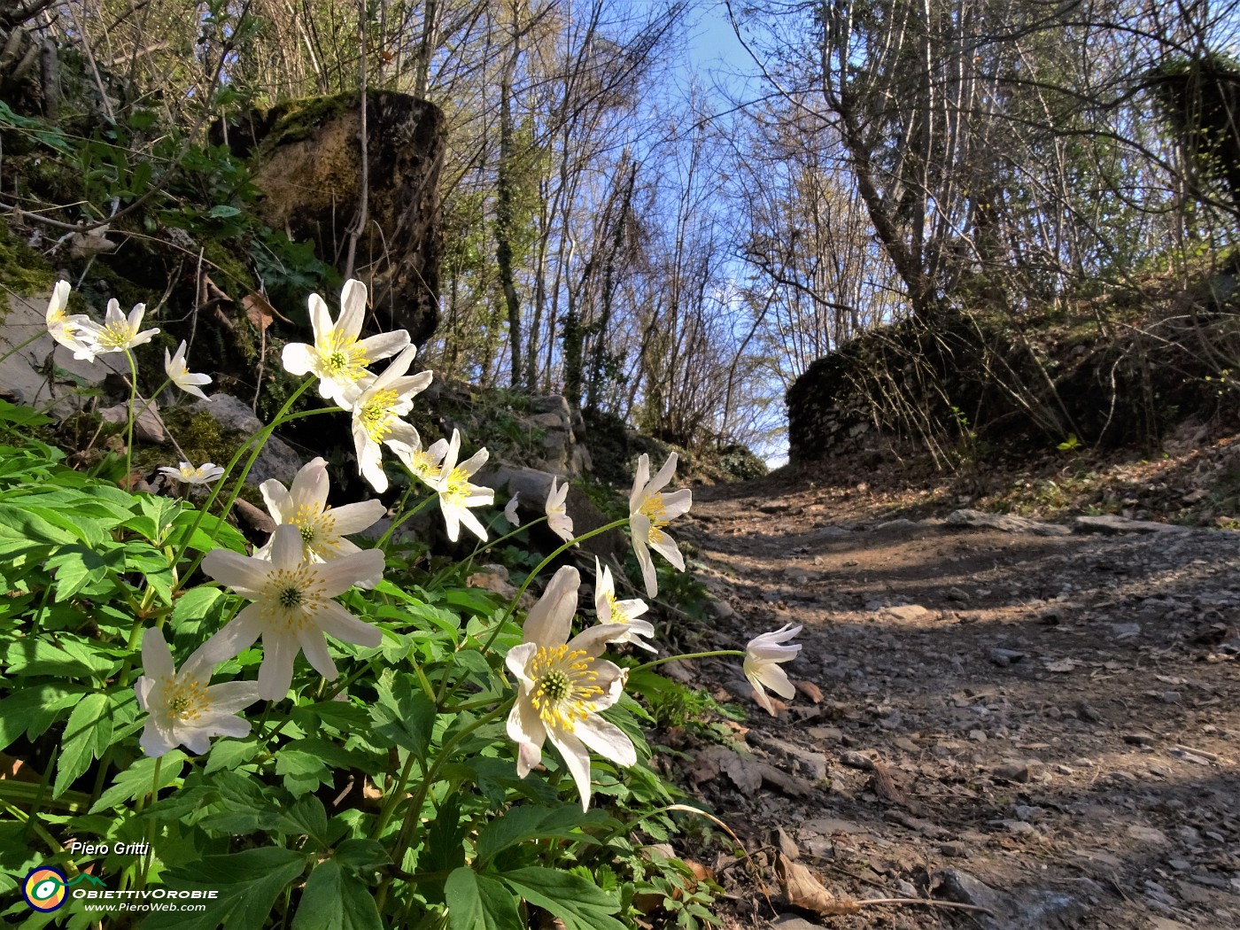 24 Anemoides nemorosa (Anemone dei boschi).JPG